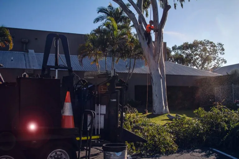 tree pruning Airlie Beach